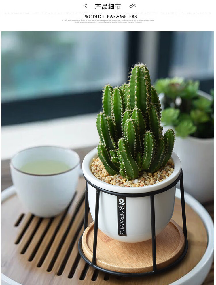 万重山仙人掌创意多肉小盆栽室内植物办公室防辐射桌面仙人球绿植