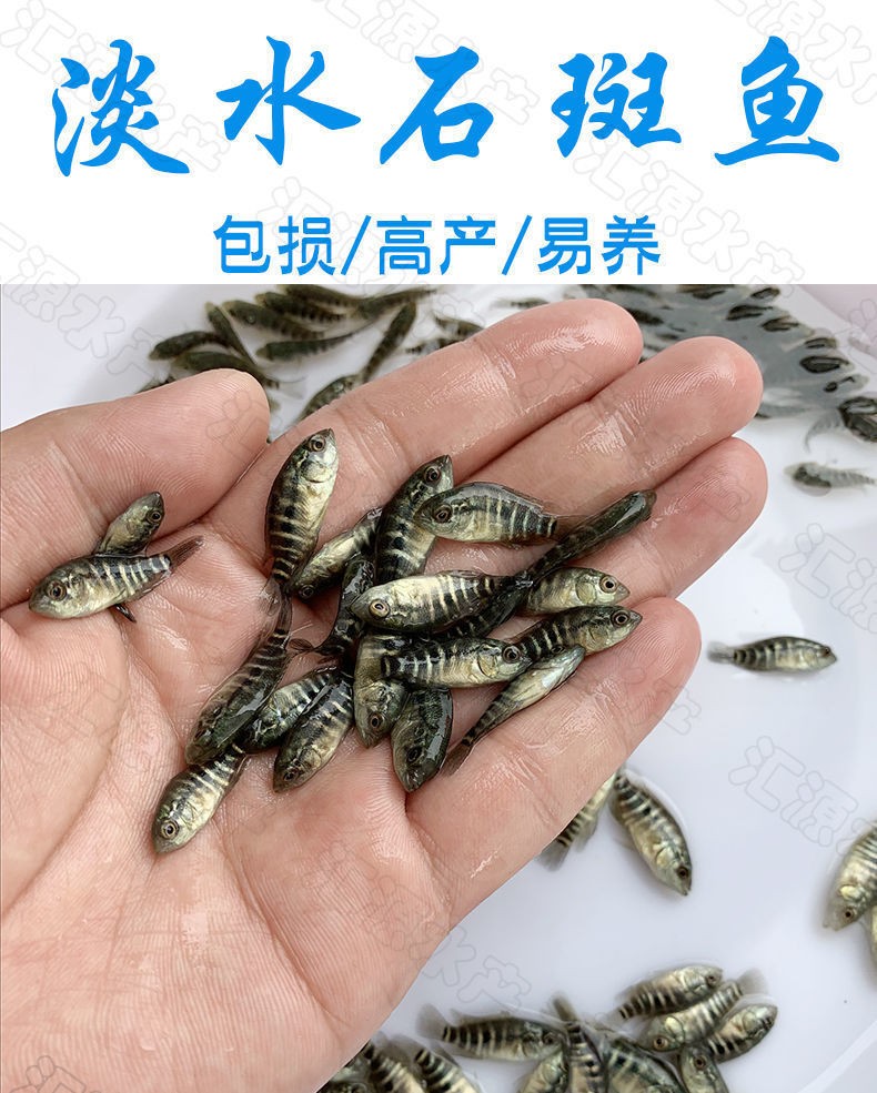 嘉瑰淡水石斑鱼苗原生光唇水花养殖溪流鱼冷水鱼观赏鱼食用 2-4公分50