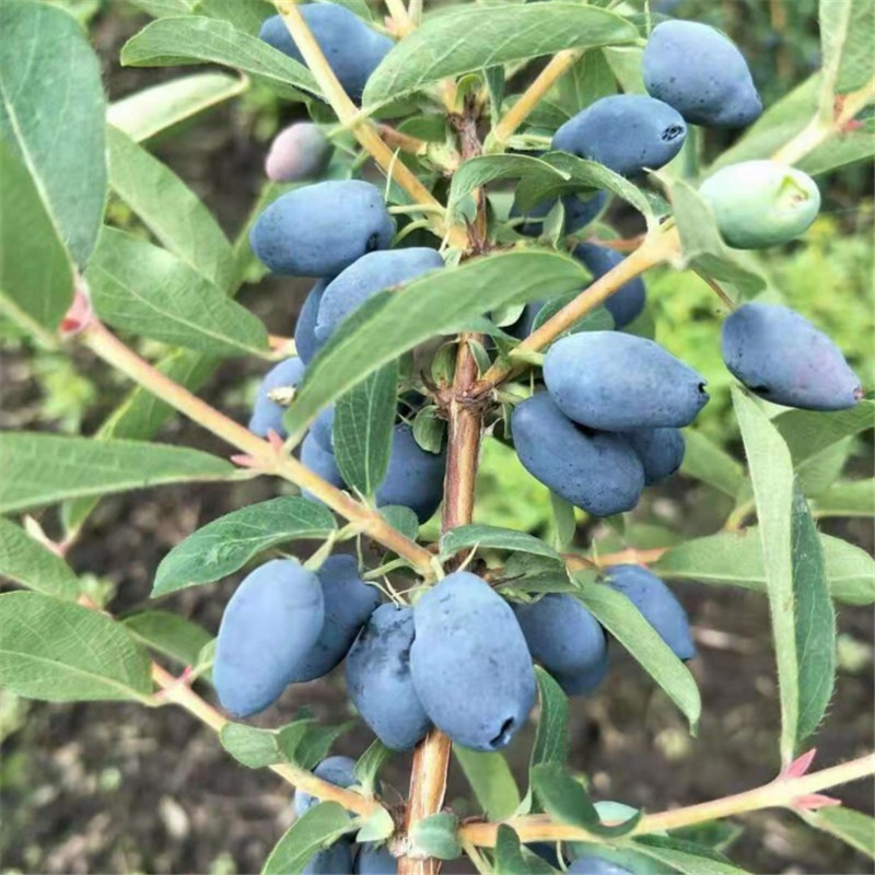 文静花坊蓝靛果树苗羊奶果黑瞎子蓝锭果苗山茄子果苗盆栽地栽南北方