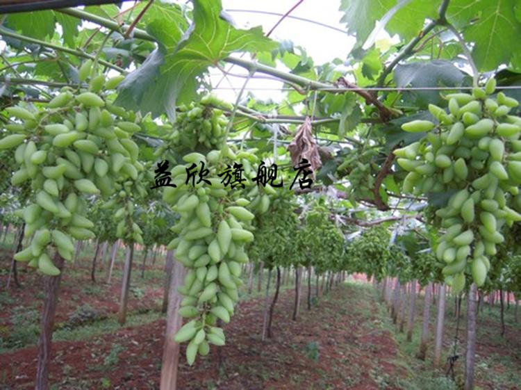 提子树苗甜蜜蓝宝石葡萄苗 女巫手指提子树苗 玲珑指金手指白盆栽地栽