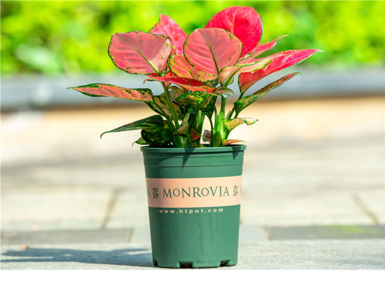 吉利红如意皇后盆栽室内客厅办公室观叶植物红色叶子花卉喜庆绿植