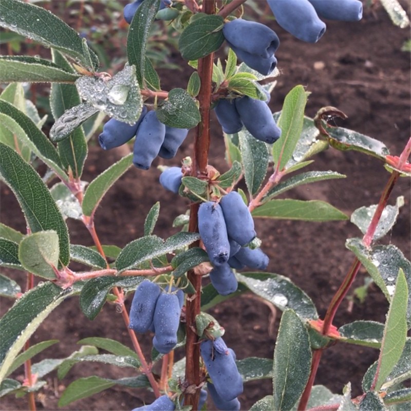 文静花坊蓝靛果树苗羊奶果黑瞎子蓝锭果苗山茄子果苗盆栽地栽南北方