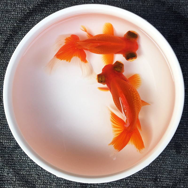 精品金鱼活鱼 大金鱼鱼 小金鱼活体 冷水鱼淡水鱼 大眼金鱼 红水泡6