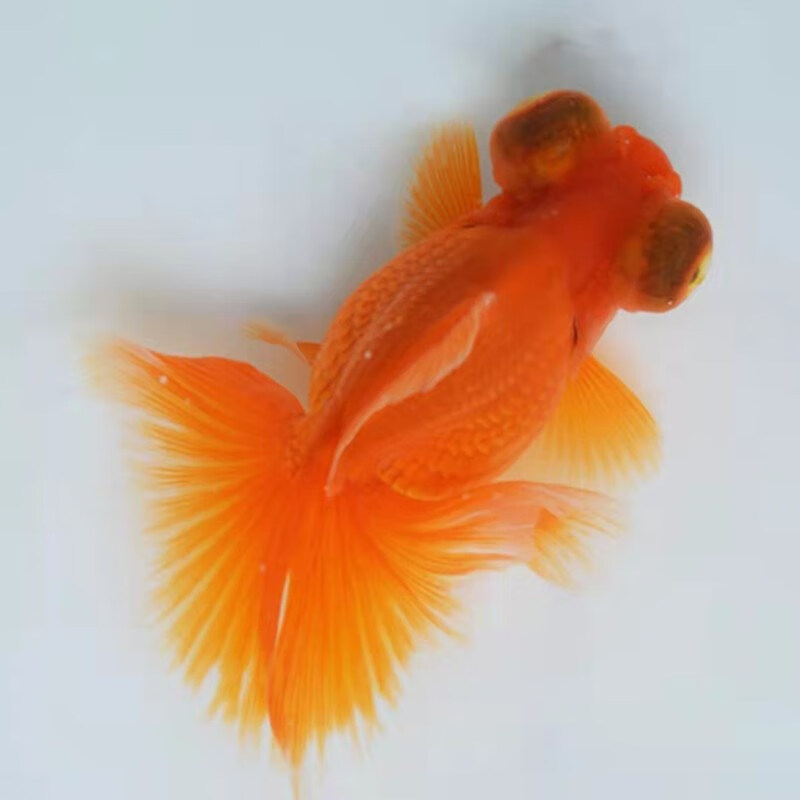 精品熊猫蝶尾活体观赏鱼金鱼活鱼小金鱼苗 熊猫蝶 精选6-7公 分未变色