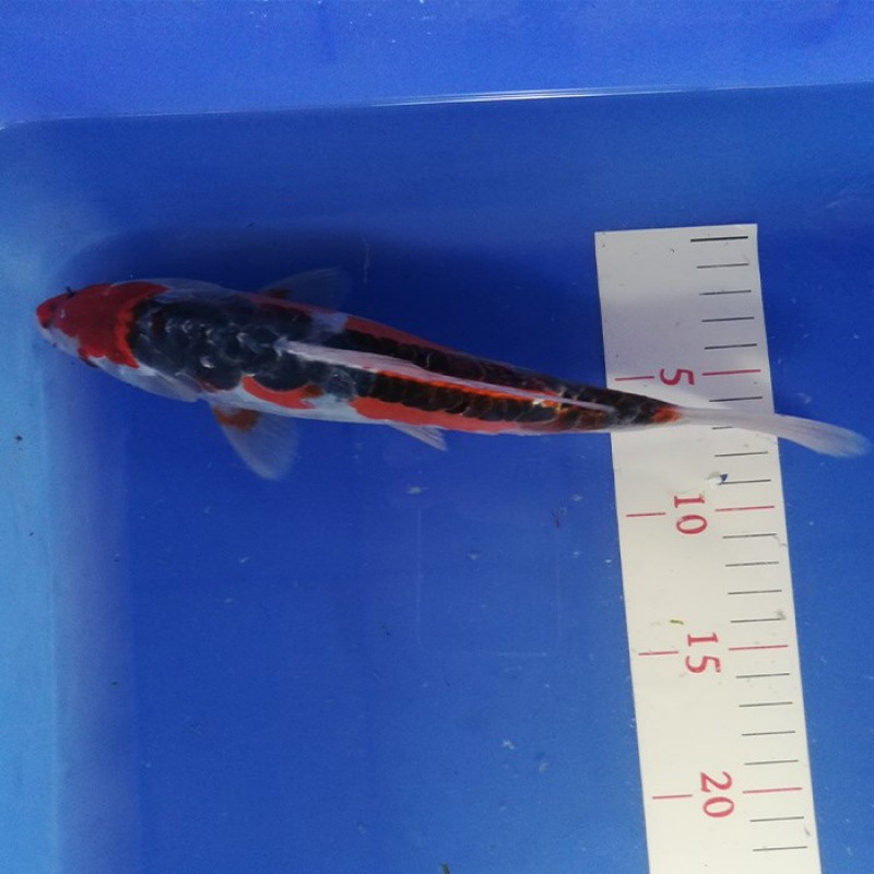 锦鲤活体活物德系秋翠锦鲤鱼冷水观赏鱼易活红白黑黄钱串少鳞锦鲤家养