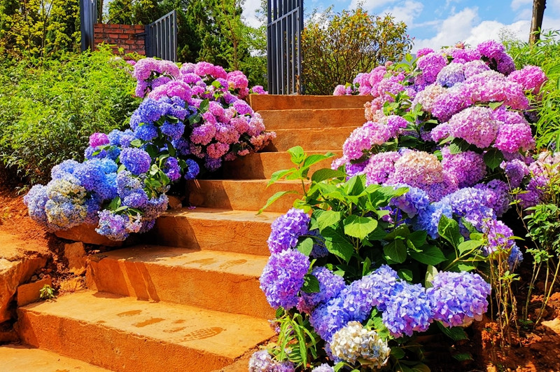 多瑙梦花园特大无尽夏绣球花苗庭院地栽多年生花卉四季阳台盆栽变色