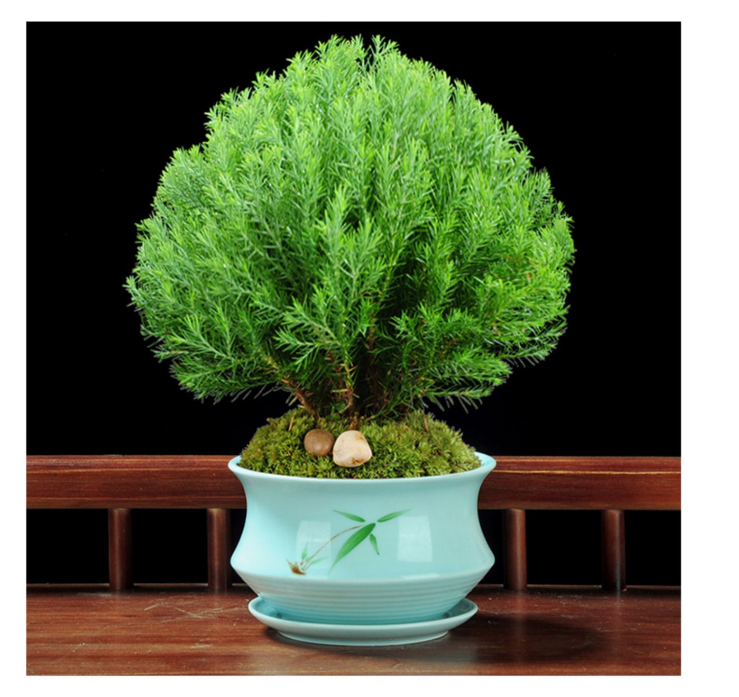 雾松小盆景办公室客厅四季常青绿植观叶好养植物花卉盆栽净化空气