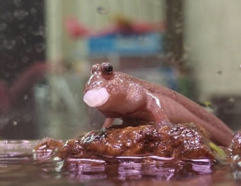 活鱼跳跳鱼滩涂鱼淡水观赏鱼宠物饲料鱼缸沙红鳍淡化花跳鱼朴彩(pucai