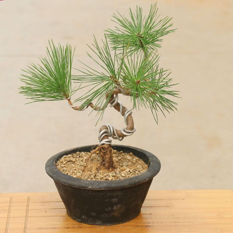 造型黑松五针松四季阳台办公室绿植松树 微型盆栽 未造型小黑松1棵(送