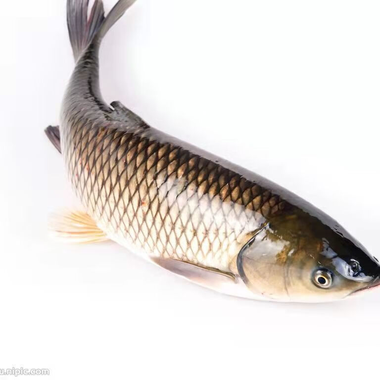 嘉瑰草鱼苗活体草鲩鱼苗脆肉鲩鱼苗鲩鱼苗四大家鱼活体螺丝青青草鱼苗