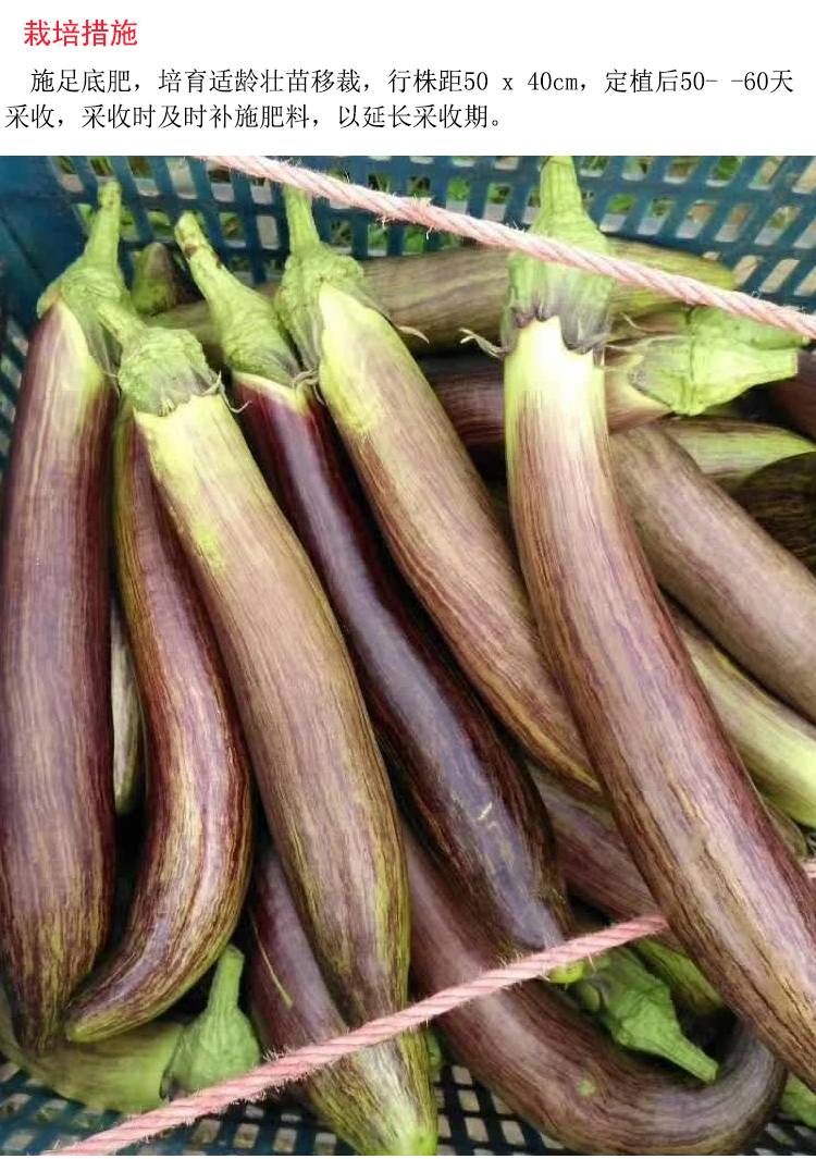 泰国竹丝茄子种子正宗花茄种籽耐热茄种高产抗病春季苗秧蔬菜种孑