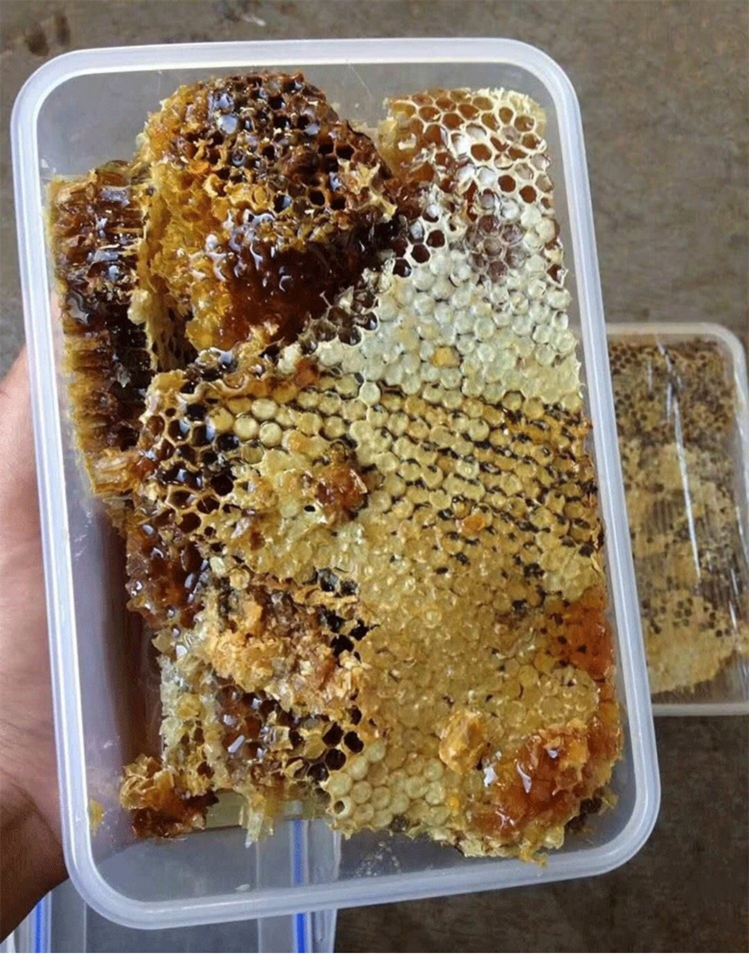 蜂巢蜜嚼着吃农家老巢蜜巢盒装野生纯正蜜源土蜂蜜野蜂蜜蜂巢500g 老