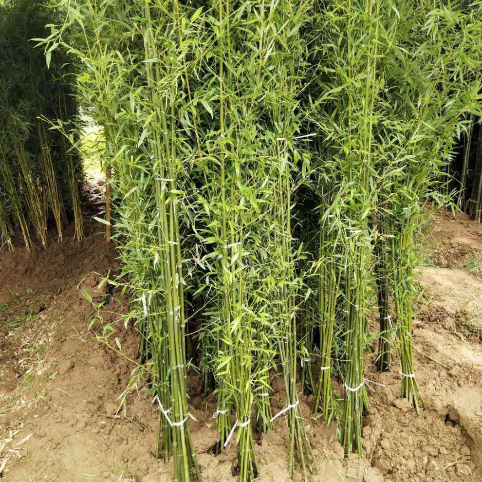 精选竹子苗庭院绿篱耐寒植物室内阳台盆栽紫竹苗四季常青绿化苗罗汉竹