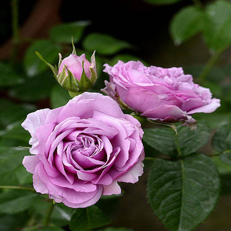 蓝色晴空月季花苗特大花室内开花浓香盆栽地栽蔷薇花苗爬藤四季可种植