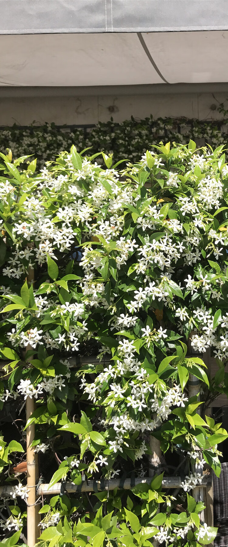络石藤风车茉莉花盆栽阳台庭院花卉四季长青爬藤植物银丝茉莉6年生