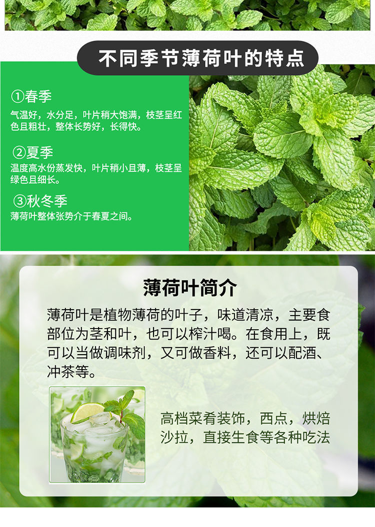 顺丰速发新鲜薄荷叶500g清凉食用调酒泡水泡茶香料莫吉托留兰香年货