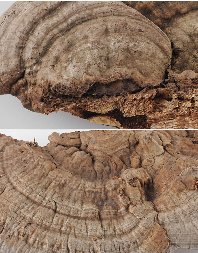 平盖灵芝树舌灵芝青芝遍木灵芝纯树舌灵芝两件两斤装1000克