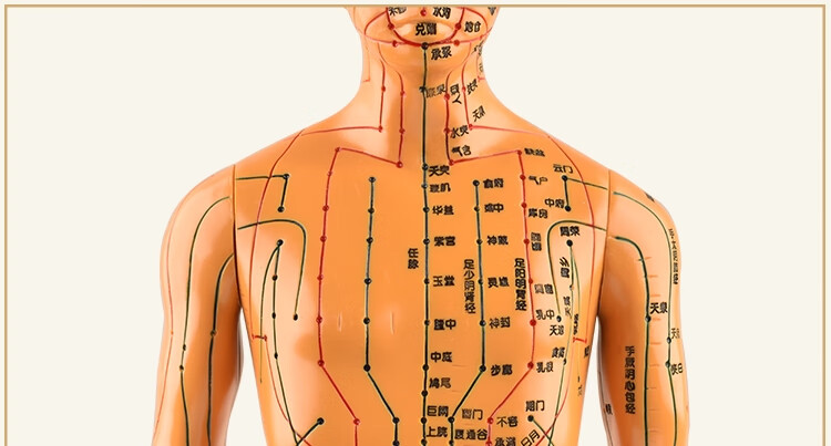 穴位人形中医经络针灸人体模型穴位模特图全身十二铜人扎针小皮人 铜