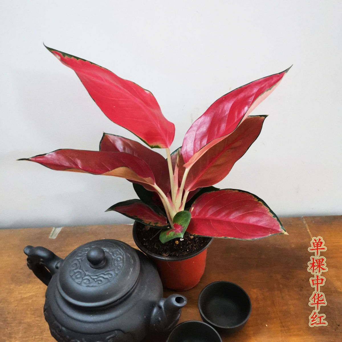 植物绿植室内吉祥如意中国红吉利红盆栽办公室四季花卉小盆景中华红