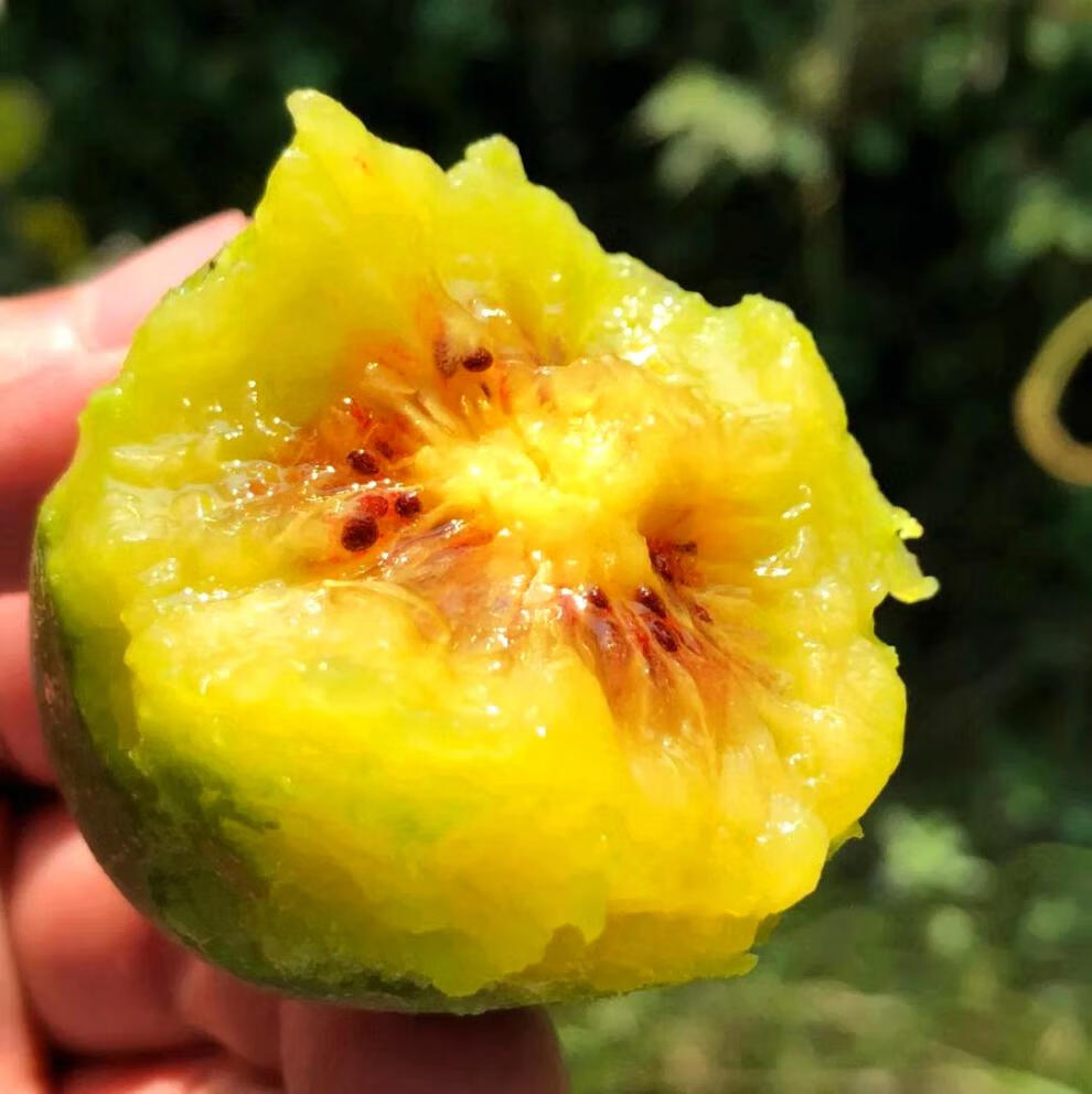 四川蒲江新鲜特级大果当季水果顺丰浦江苍溪奇异果 特大果110-130克20