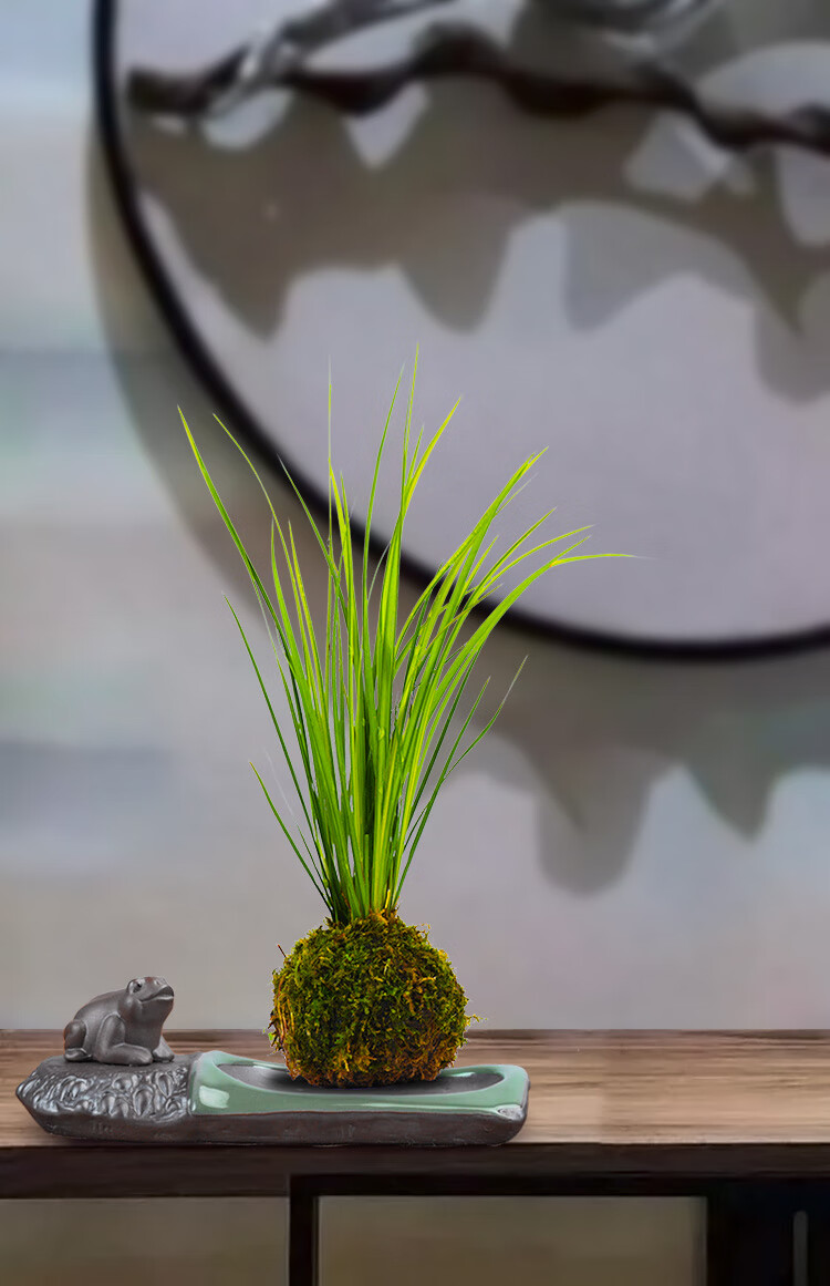 胧月菖蒲水培菖蒲草苔藓球盆栽水养植物禅意日本苍蒲草随手香盆景