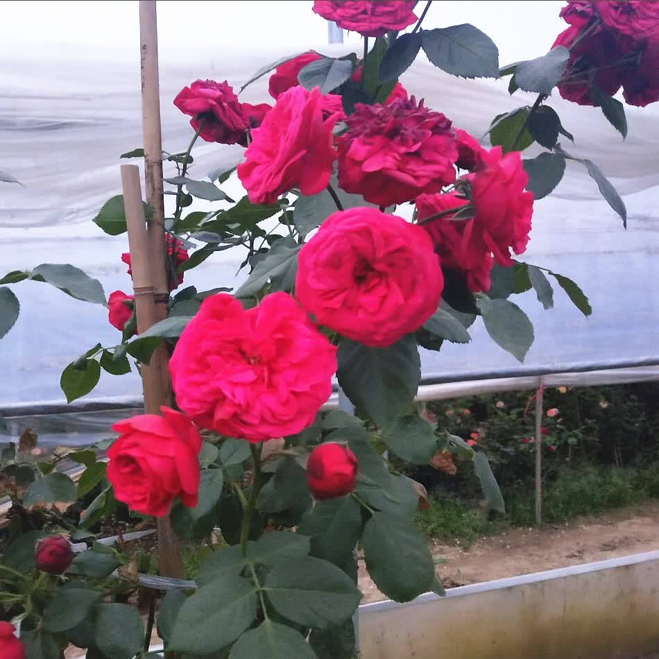 畅微 月季【红钢琴】多季浓香 切花灌木欧月庭院阳台月季盆栽四季开花