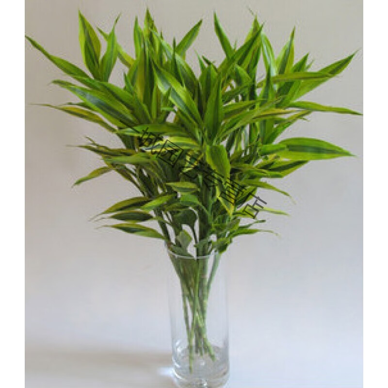 紫色富贵竹 好运竹大叶富贵竹 龙竹 弯竹荷花竹紫叶竹水培1 水培紫竹