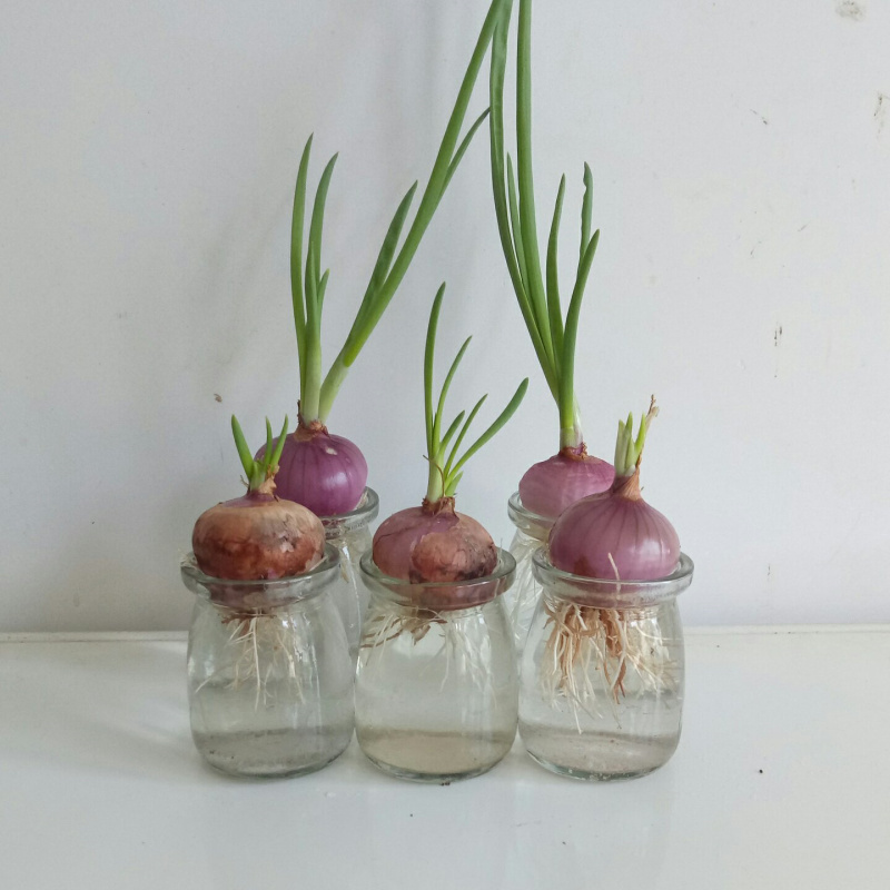 水培迷你小洋葱套装盆栽儿童观察植物生长日记幼儿园植物角蔬菜包 已