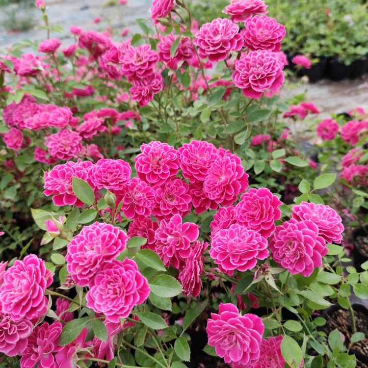 山姆月季微型月季新西兰马里奥塔勤花易养微型阳台月季新西兰马里奥塔