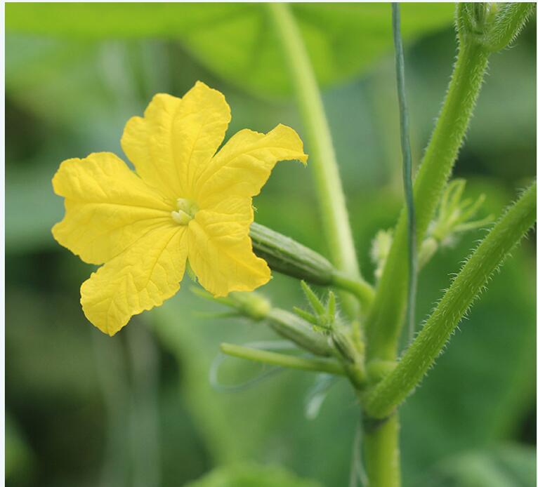 顺丰小黄瓜花新鲜青瓜花迷你黄瓜花蔬菜3斤