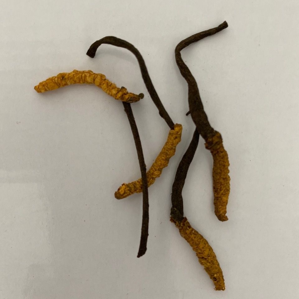 伟博冬虫夏草虫草3根1克四川虫草滋补养生中药材虫草花干货泡酒料10根