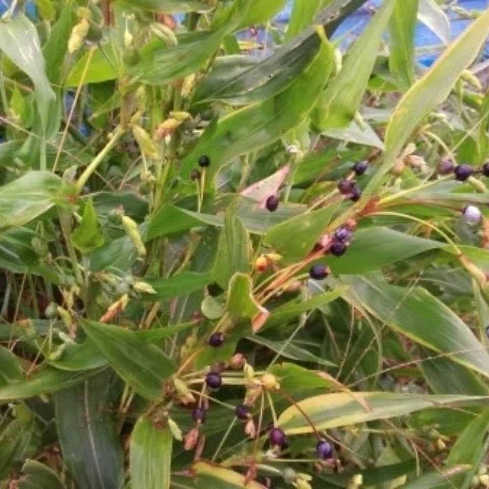 伟博一份2斤 新鲜打碗子根薏米根五谷尿珠根米仁根薏苡根 一份2斤