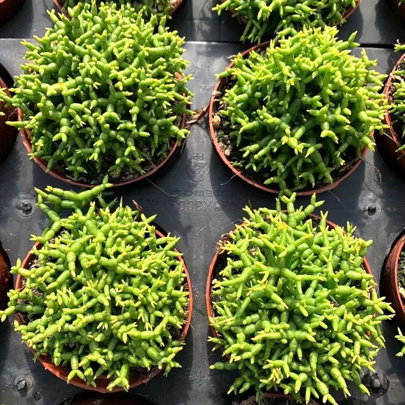 花络阁 木偶人多肉植物莲藕青柳木偶人办公室室内阳台桌面绿植园艺