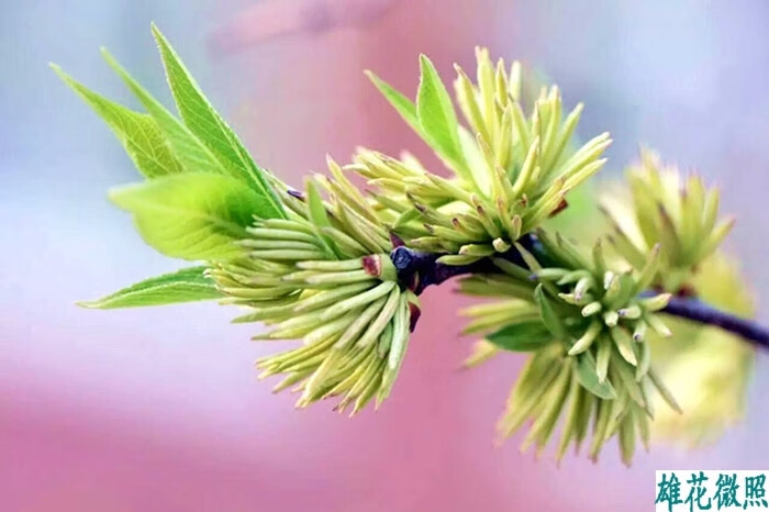 杜仲雄花茶250克很细嫩整朵花杜仲雄花非杜仲嫩叶茶