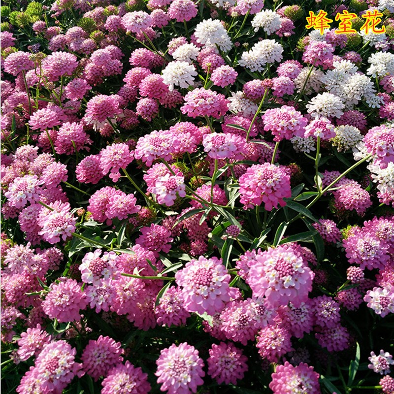 低矮耐寒花种籽蜂室花草四季可播易种室内阳台盆栽花卉屈曲花花籽蜂室