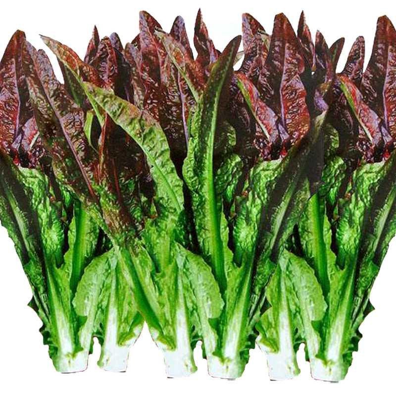 民汇园蔬菜种子好吃油麦菜 紫红油麦菜种子筱麦菜莴苣叶子青菜无斑甜
