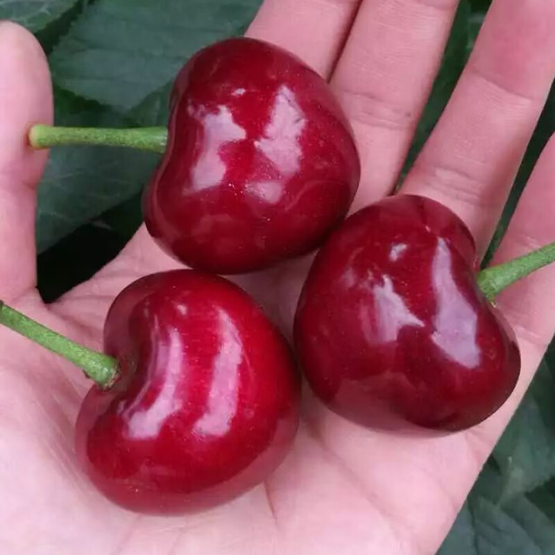 【头茬现货】美早大樱桃国产车厘子大连新鲜水果现摘孕妇当季水果 2斤