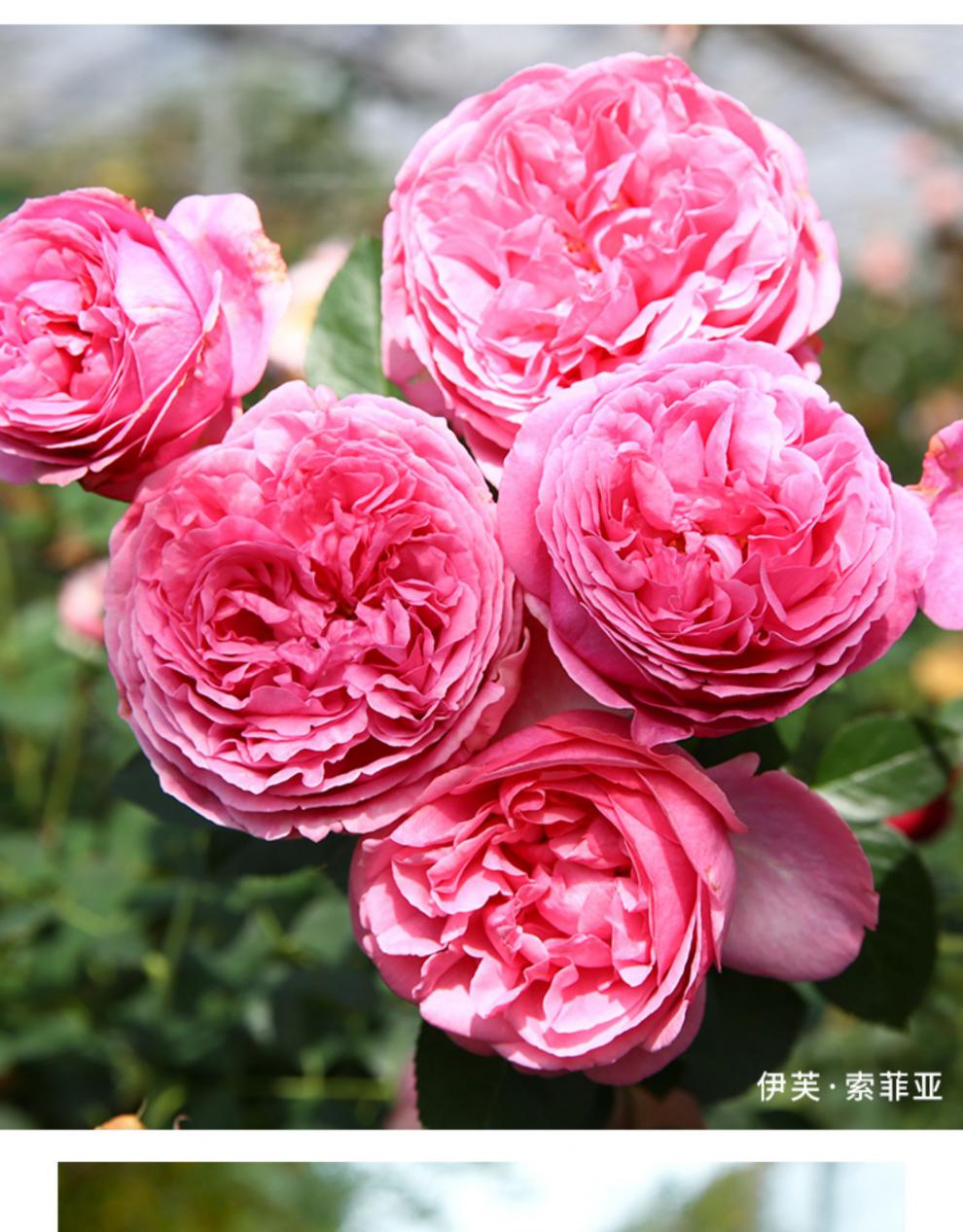 大花浓香型月季 伊芙系列花苗多季开花花园花卉玫瑰花 伊芙紫苑(单