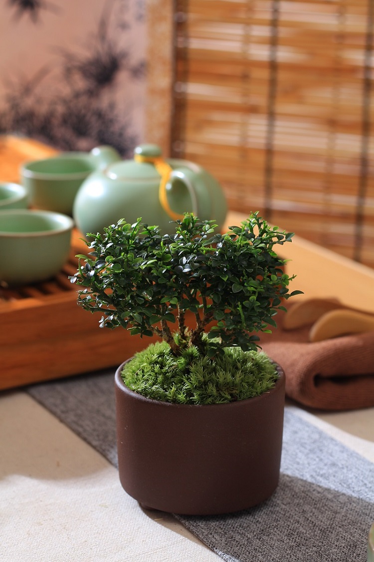 台湾达摩小叶九里香苔藓微盆景米叶九里香茶几办公室桌面迷你盆栽h