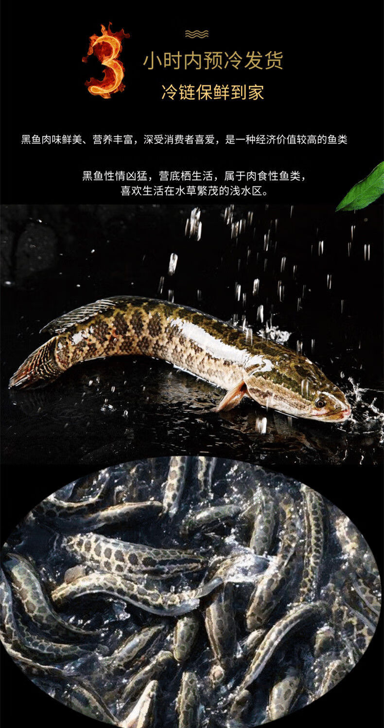 原生态农家淡水鱼凶猛鱼新鲜黑鱼活鱼现捕现发财鱼酸菜鱼蛇头乌鱼顺鑫