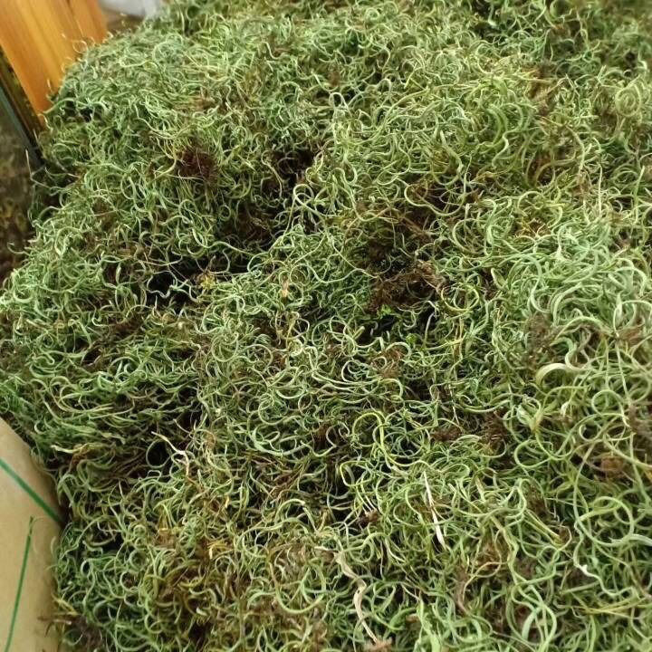 草野生老撾結石中草藥溶石腎精茶養生茶排250g腎精草新貨