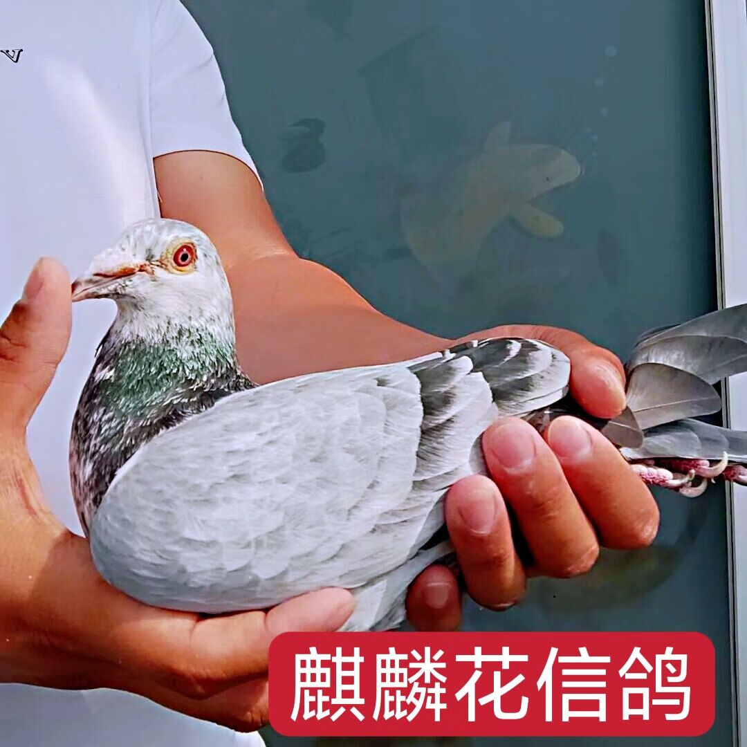 【麒麟花信鸽】家飞赛鸽成绩鸽后代血统鸽子活体公母一对种鸽幼鸽
