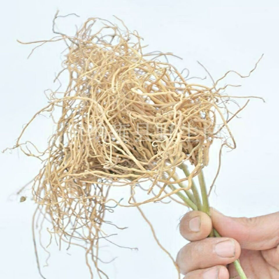 野生中草药材白薇草贵州省草白马薇白前老君须针线包产地直发 250克