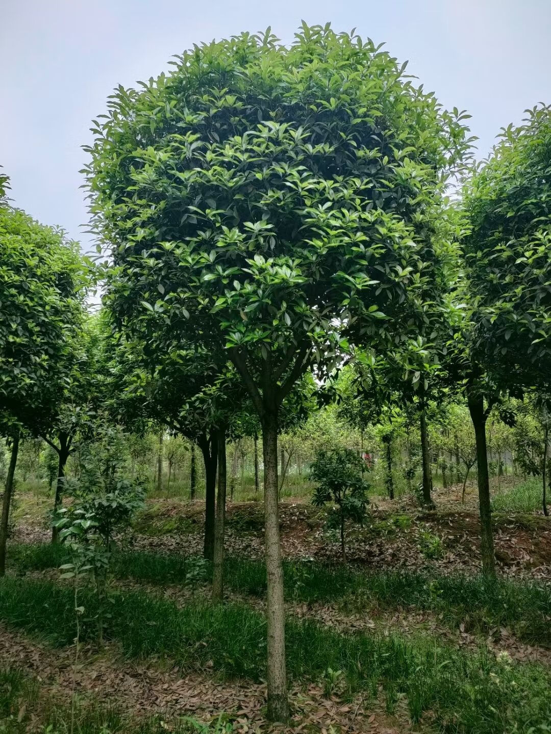 原生6公分带土球 原生金桂【图片 价格 品牌 报价】-京东