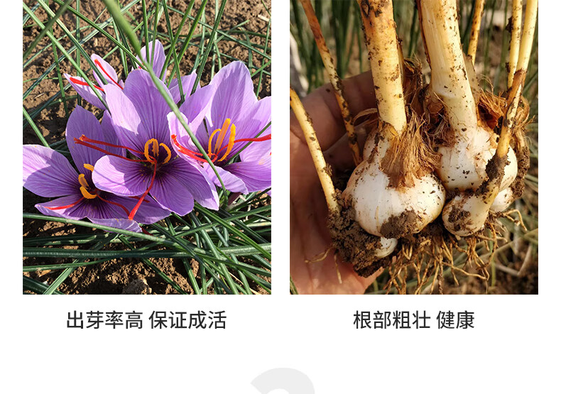 藏红花种球臧红花球根花卉种子西红花番红花球根苗盆栽籽种植大号种球