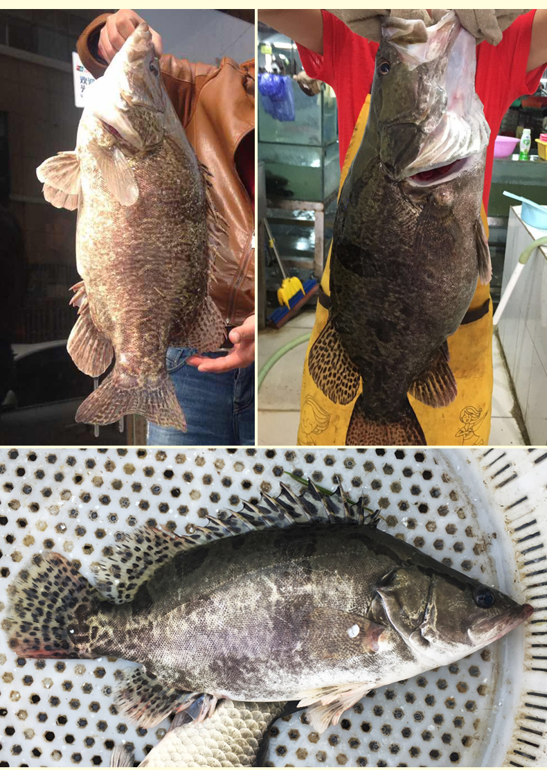 品鲜肴淡水鱼生态小桂鱼鳜鱼桂花鱼鳌花鱼自然长现捕鲜活现杀净膛前15