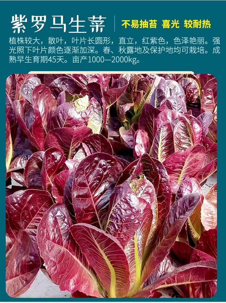 适种区域:东北,华北,华中,华东,华南,西南,西北种类:叶菜类适播季节