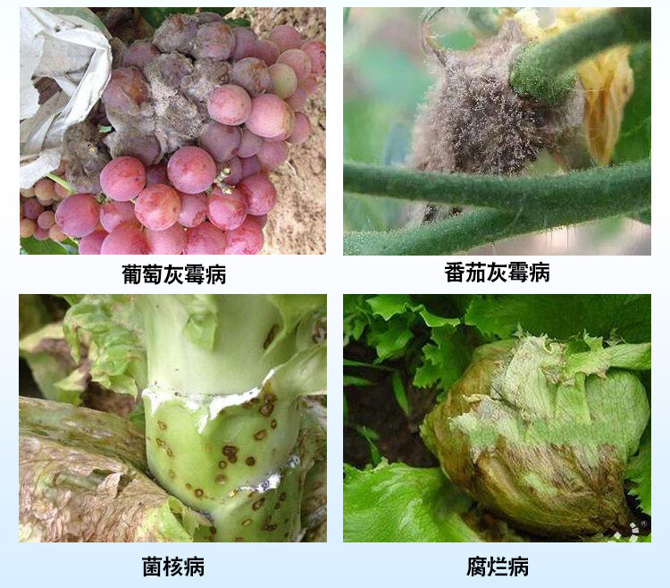 禾益腐霉利葡萄草莓番茄黄瓜油菜灰霉病专用药菌核病农药杀菌剂 30g(5