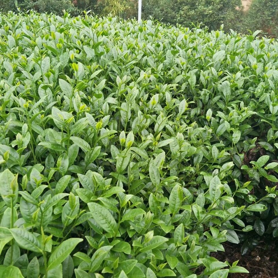 2021大禹岭乌龙茶正宗台式高山茶冻顶乌龙茶阿里山梨山可冷泡茶300g