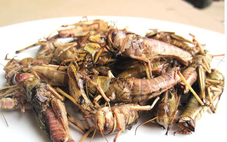 有仁堂蚂蚱稻蝗小蚂蚱油蚂蚱中华稻蝗蝗虫冷冻东亚飞蝗虫东亚飞蝗1斤